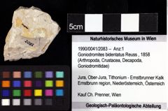 Foto (Objket + Etiketten) von Goniodromites bidentatus (Reuss, 1858) 